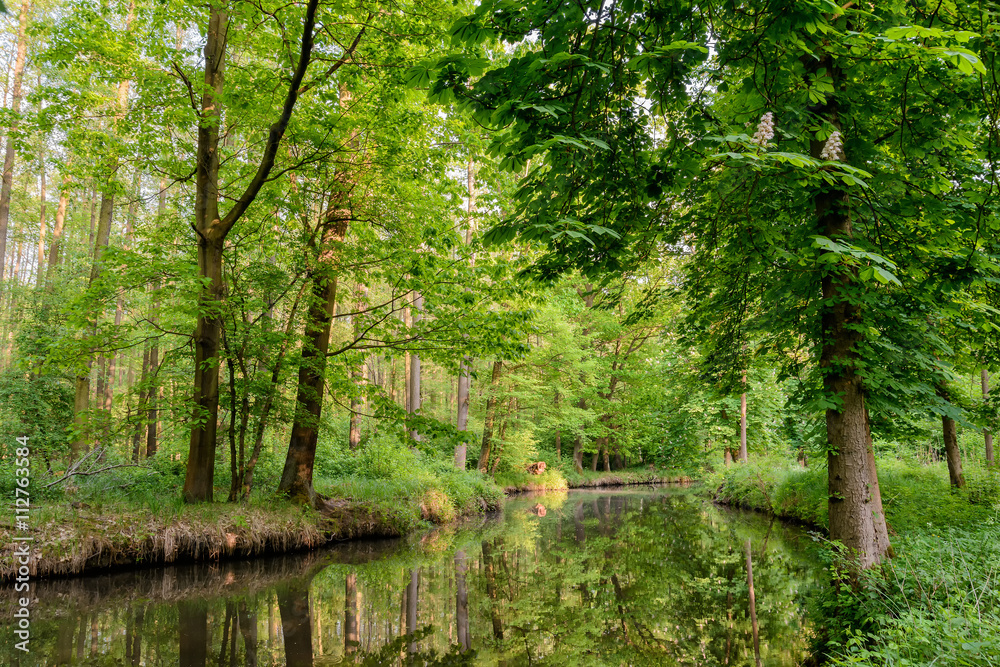 Obraz premium Spreewald