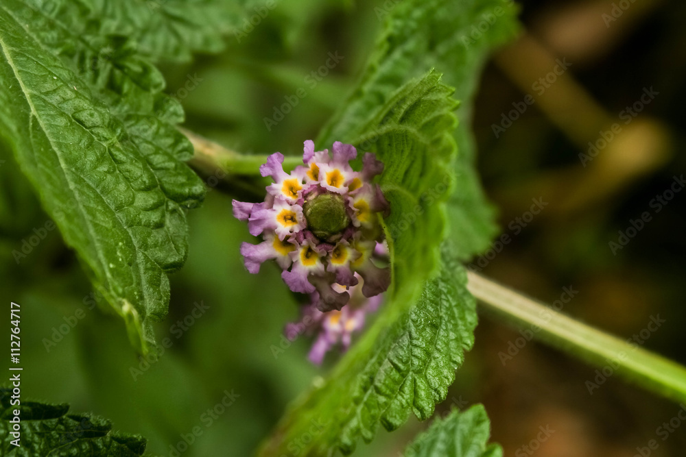 purple aromatic flower