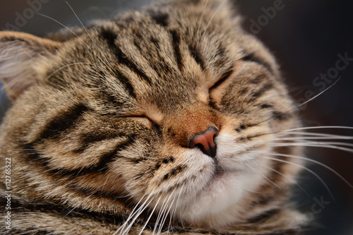 domestic cat sleeping