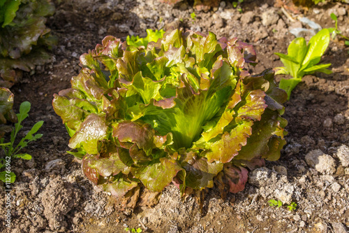 Konstfotografi insalata da cogliere nell'orto