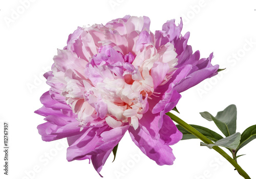 Wallpaper Mural Peony flowers isolated on white background. Clipping path Torontodigital.ca