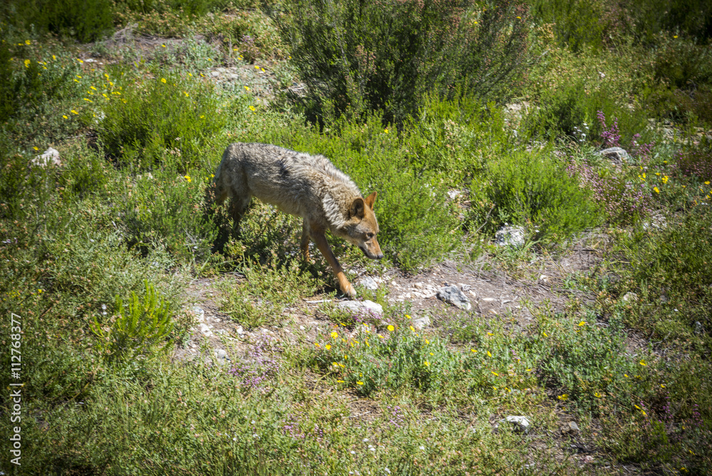 Fototapeta premium Lobo Ibérico. Canis lupus signatus.