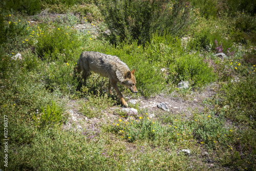 Lobo Ibérico. Canis lupus signatus.