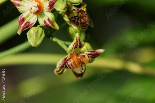 Bee Honeybee At Work Gathering Nectar pollinating in the green spring