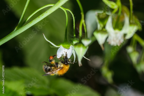 bee collects nectar from a flower of raspberry