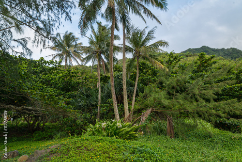 Kahana Bay garden on the North Shore of Oahu HawaII 