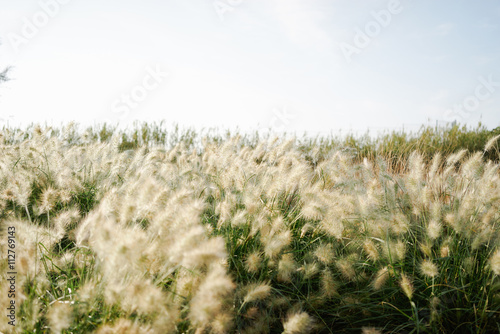 Close up of a field with bright furry plants. A beautiful rural landscape with fluffy plants in a daylight.
