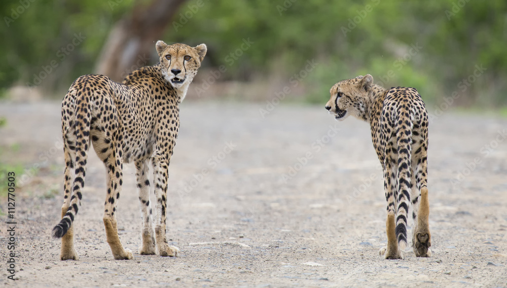 Obraz premium Two cheetah brothers walk in a road looking for prey