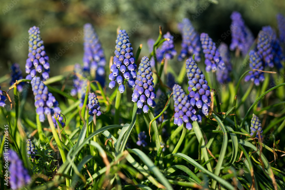 Muscari Armenian Muscari Armenian