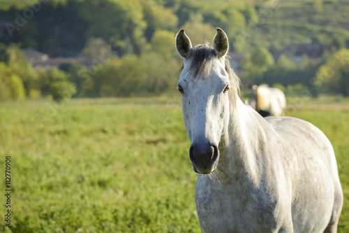 Fototapeta Naklejka Na Ścianę i Meble -  White horse in meadow