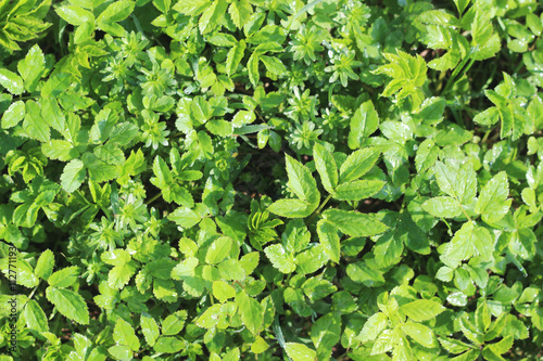 Wallpaper Mural Green moltey grass texture  Torontodigital.ca