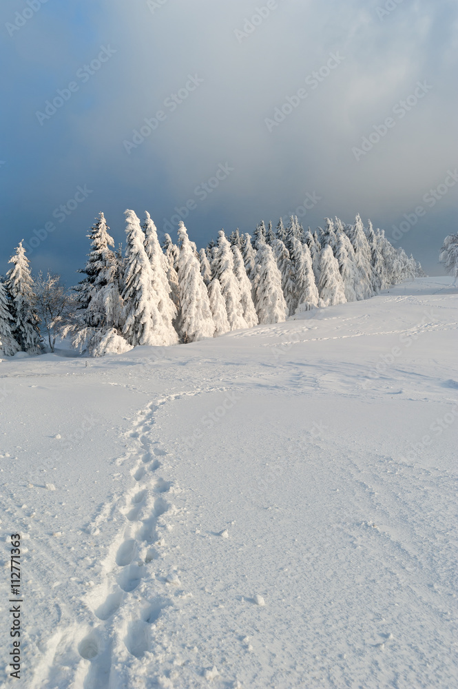 Obraz premium Winter in the Black Forest