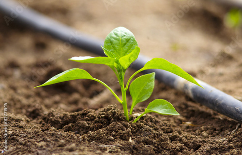 piantina di peperone