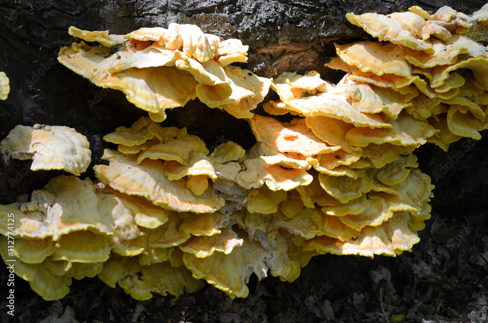 Sulphur polypore (Laetiporus sulphureus)