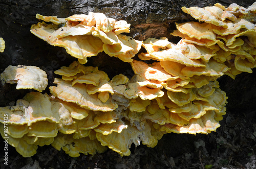 Obraz na płótnie Sulphur polypore (Laetiporus sulphureus) w salonie