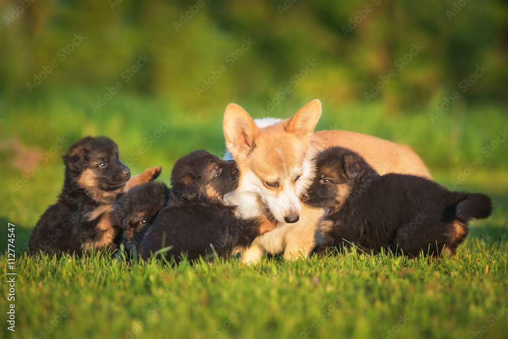 Pembroke welsh corgi dog playing with german shepherd puppies Pembroke welsh corgi dog playing with german shepherd puppies