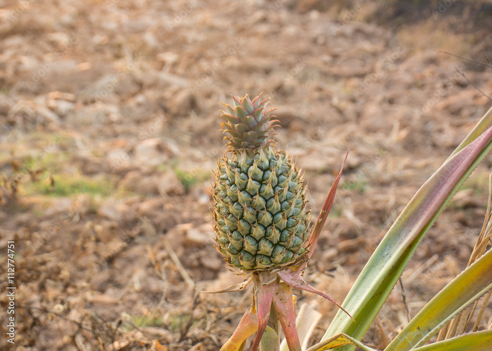 Fototapeta premium Pineapple On The Tree.Pineapple fruit on trees Waiting for harvest.