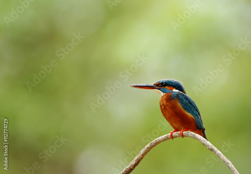 The common Kingfisher is also known as Eurasian kingfisher or ri