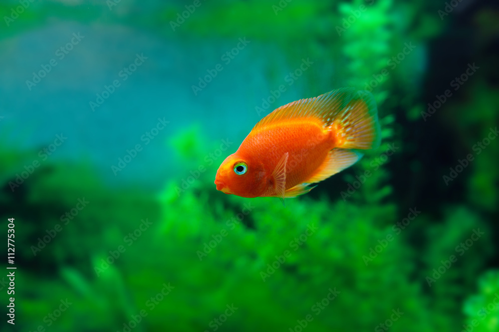 Red Blood Parrot Cichlid in aquarium plant green background. Funny orange colorful fish - hobby concept Red Blood Parrot Cichlid in aquarium plant green background. Funny orange colorful fish - hobby concept