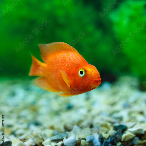 Red Blood Parrot Cichlid in aquarium plant green background. Goldfish, funny orange colorful fish - hobby concept