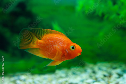 Red Blood Parrot Cichlid in aquarium plant green background. Goldfish, funny orange colorful fish - hobby concept