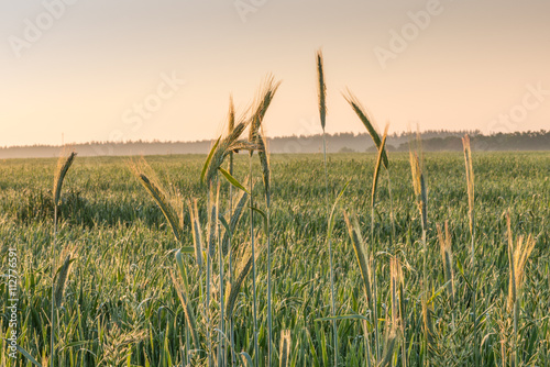 Вид на поле пшеницы