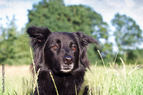 liegender schwarzer Hund mit grauer Schnute  © SENTELLO