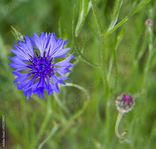 Cornflower