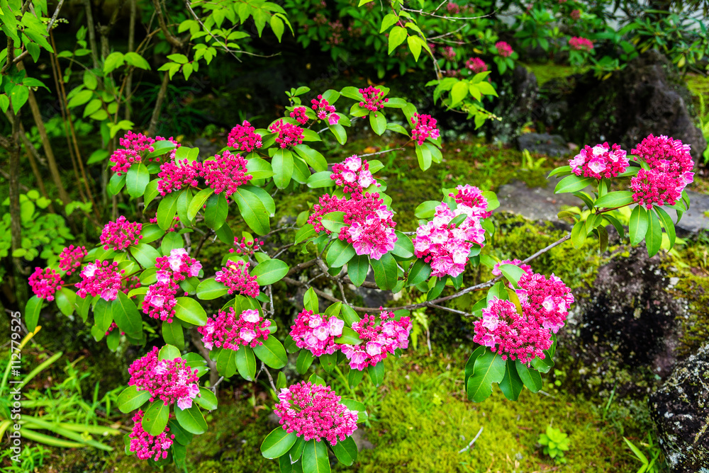 Cherry blossom in Koko-en garden - Himeji