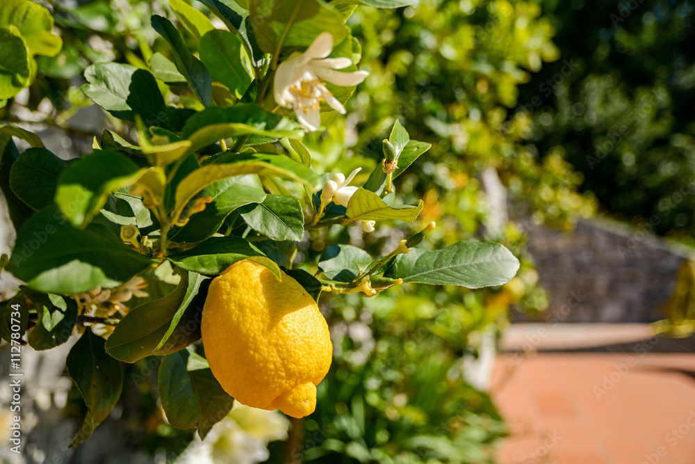 Fototapeta premium Lemon tree with ripe fruits in an italian garden near the mediterranean sea, Italy Europe