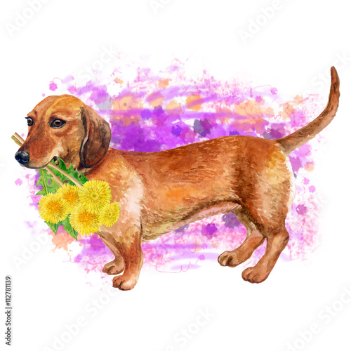 Watercolor closeup portrait of smooth german Dachshund dog isolated on pink background. Sweet dog holding taraxacum, dandelion flowers bouquet. Hand drawn home pet. Greeting card design. Clip art photo