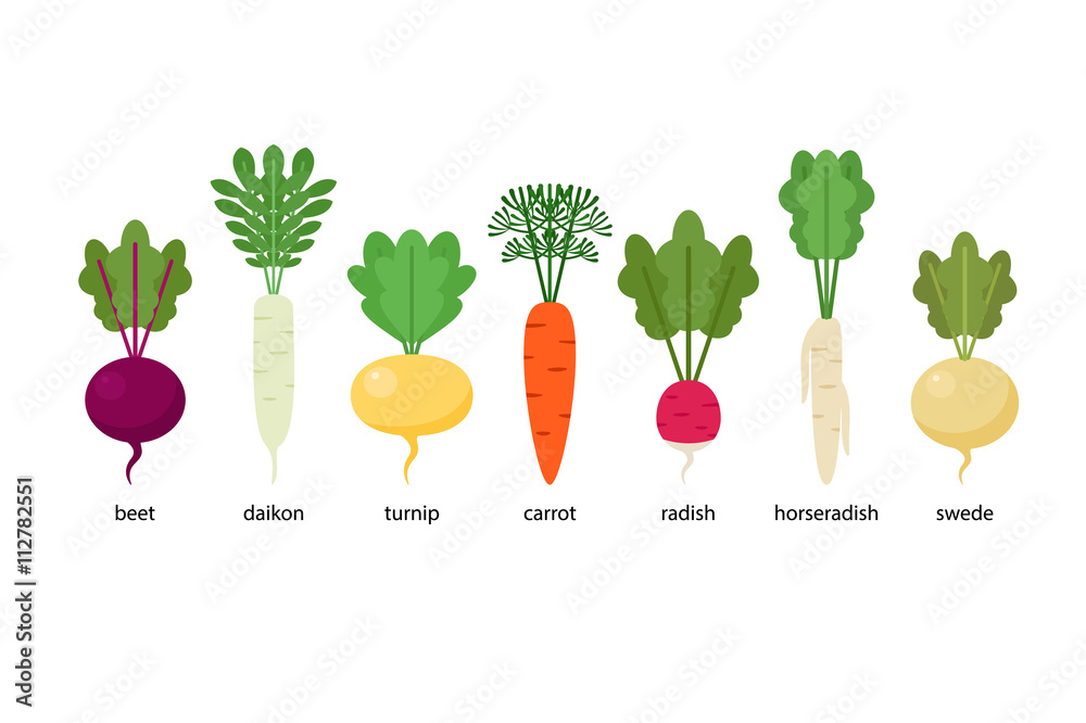 Set of root crops daikon, horseradish, radish, beet, turnip, swede