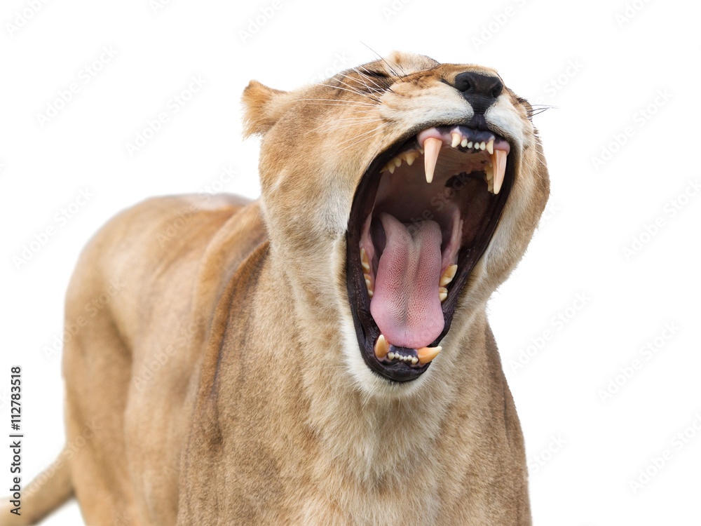 Naklejka premium Mighty lioness