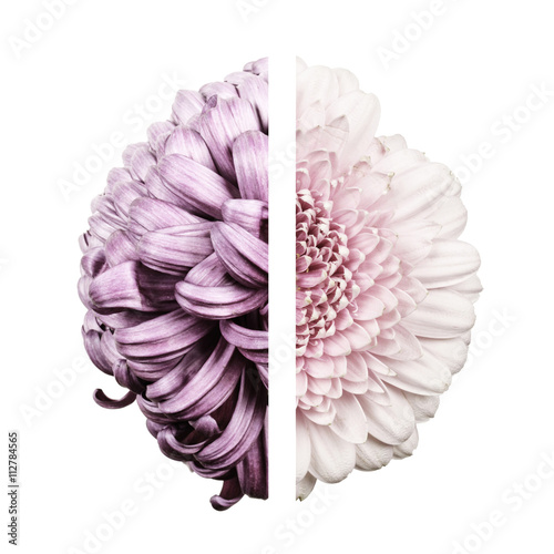 Half chrysanthemum, half gerbera, overhead view