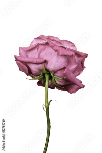 Single rose against plain background