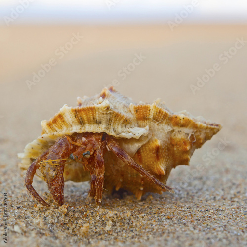 hermit crab on the beach in Varkala, India photo