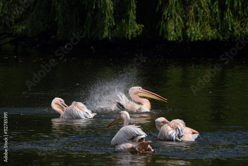 Pelican bird in green pond