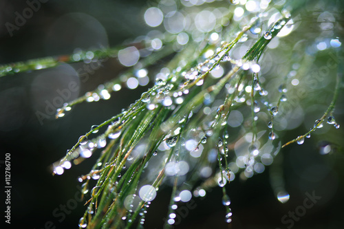 Rainforest Dew