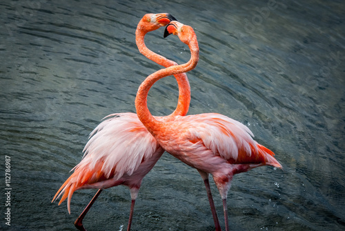 Pink flamingos sparring photo