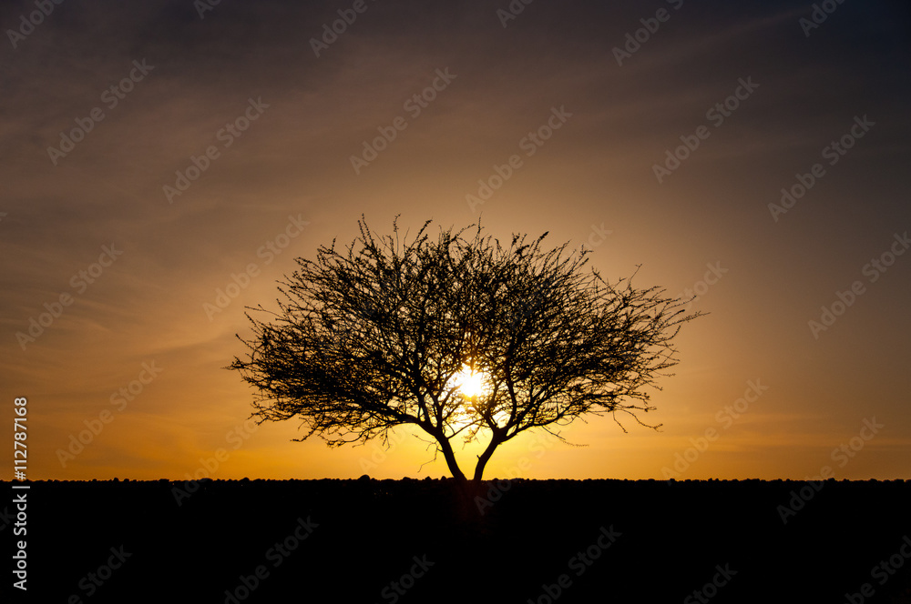 Silhouette of tree in desert at sunset Silhouette of tree in desert at sunset