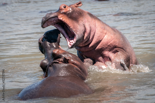 Male hippos sparring in water photo