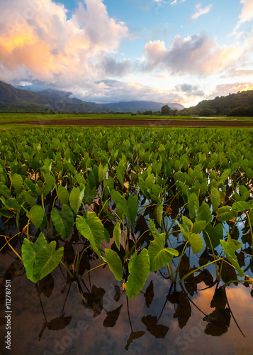 Taro Plants Kauai Hawaii photo