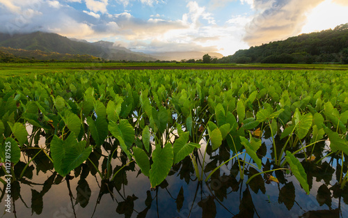 Taro Crops Kauai Hawaii