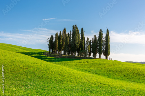 Group of cypress trees on green field, Tuscany, Italy