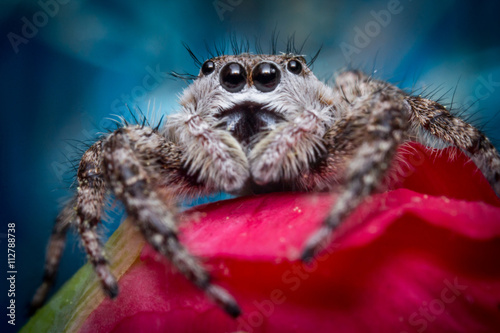 Jumping Spider Macro © Ezume Images