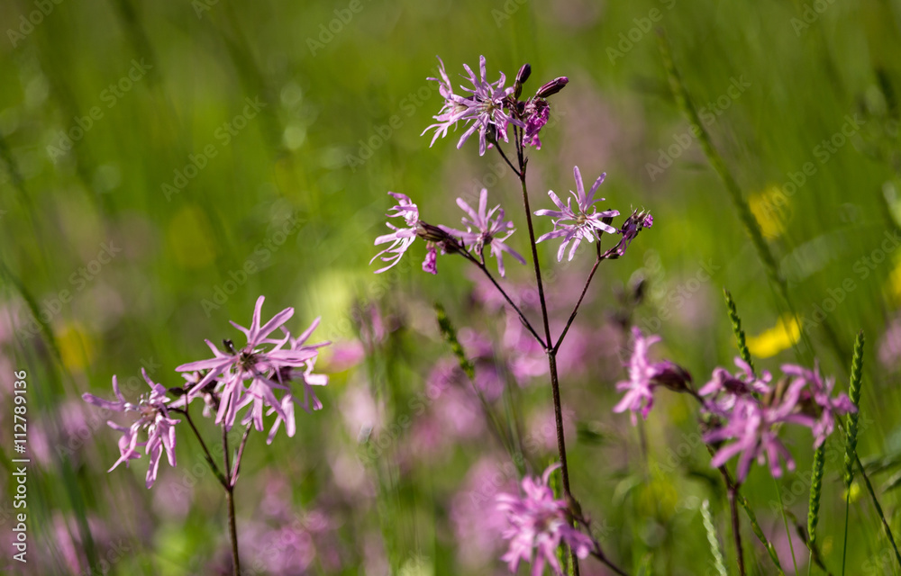 Fototapeta premium Kuckucks-Lichtnelke / Silene flos-cuculi / Ragged-Robin