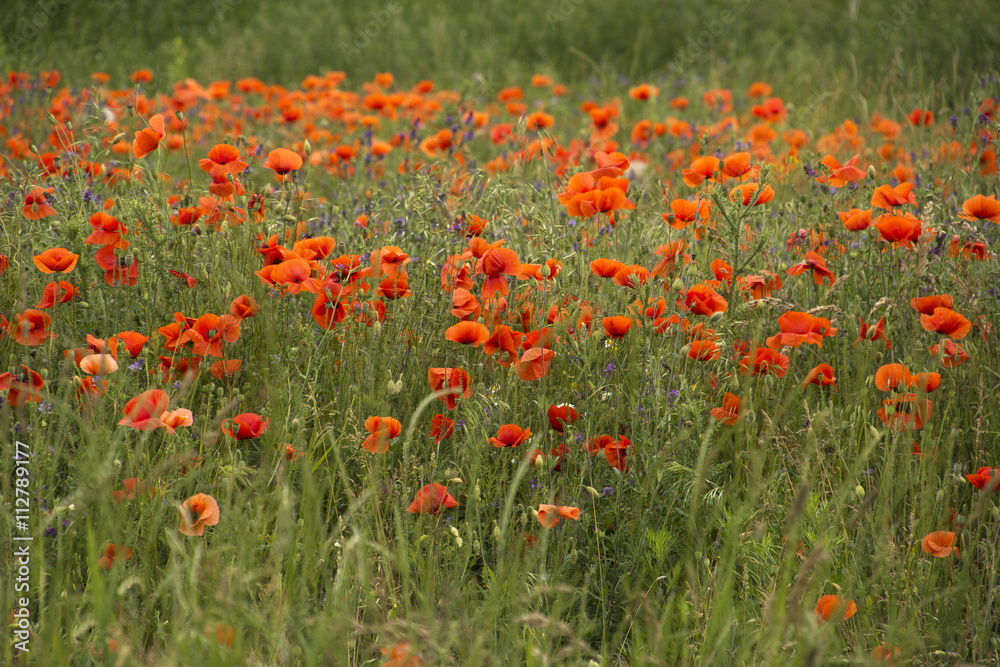 Field with poppies in Hungary