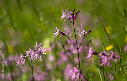 Fototapeta Naklejka Na Ścianę i Meble -  Kuckucks-Lichtnelke / Silene flos-cuculi / Ragged-Robin