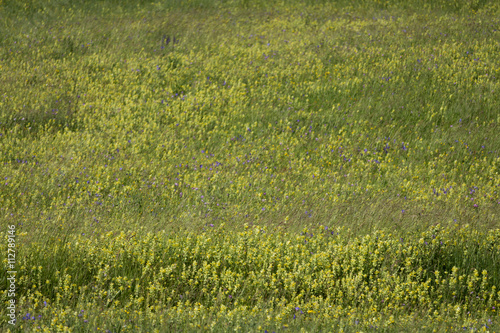 Wiese mit Klappertopf Rhinanthus alectorolophus  Rattle