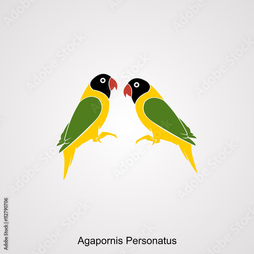 love birds parakeets